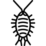 Traças