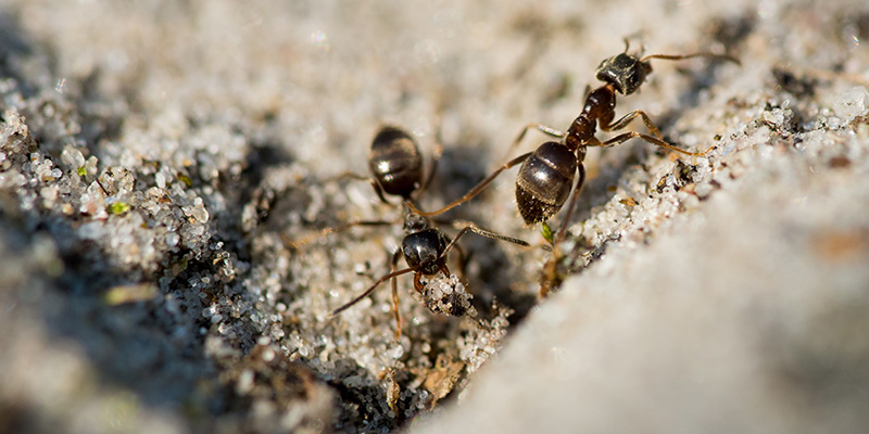 formigas controle de pragas